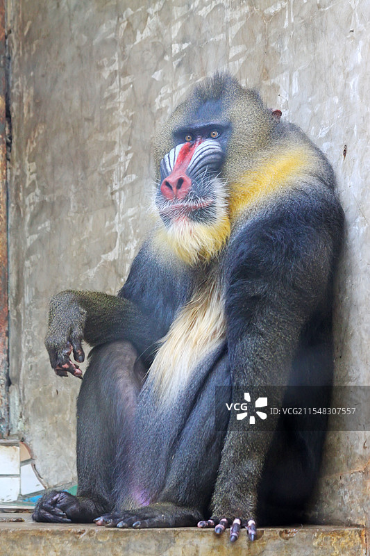 北京动物园山魈图片素材