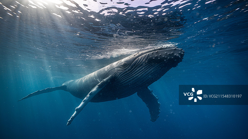 潜水的抹香鲸图片素材