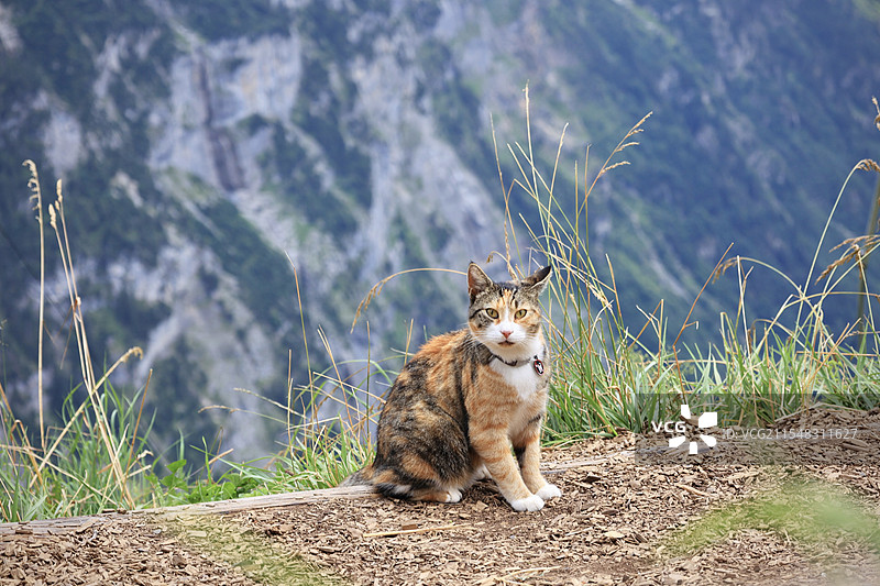 高山上的一只猫图片素材