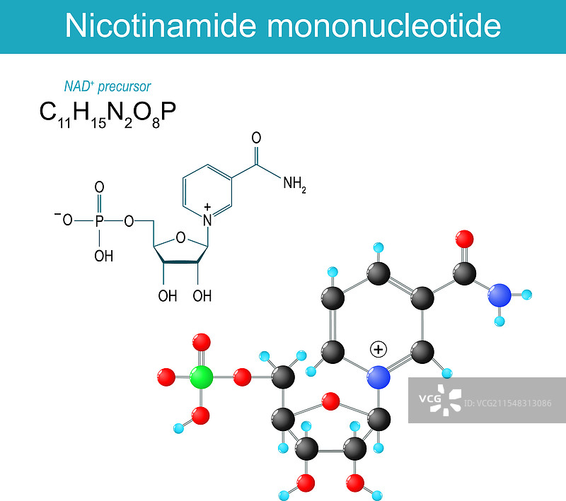 NMN分子烟酰胺单核苷酸图片素材