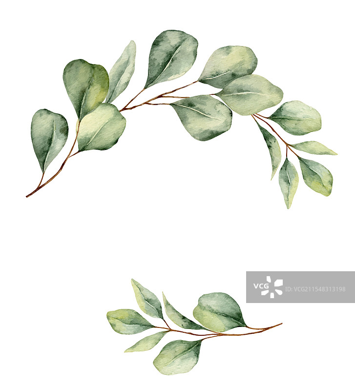 带有绿色桉树的水彩花环图片素材