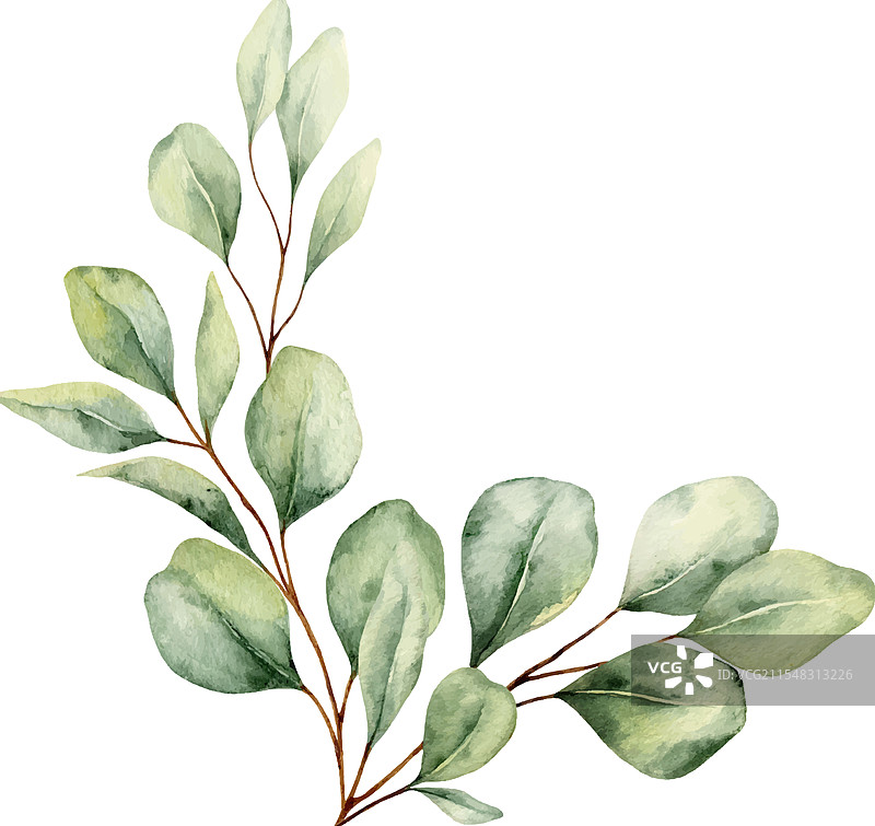 带有绿色桉树的水彩花环图片素材