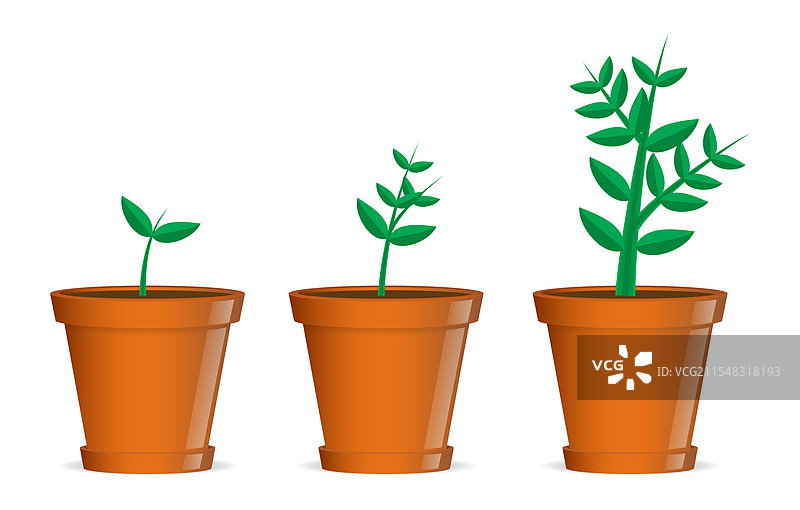 植物生长阶段的系列图示图片素材