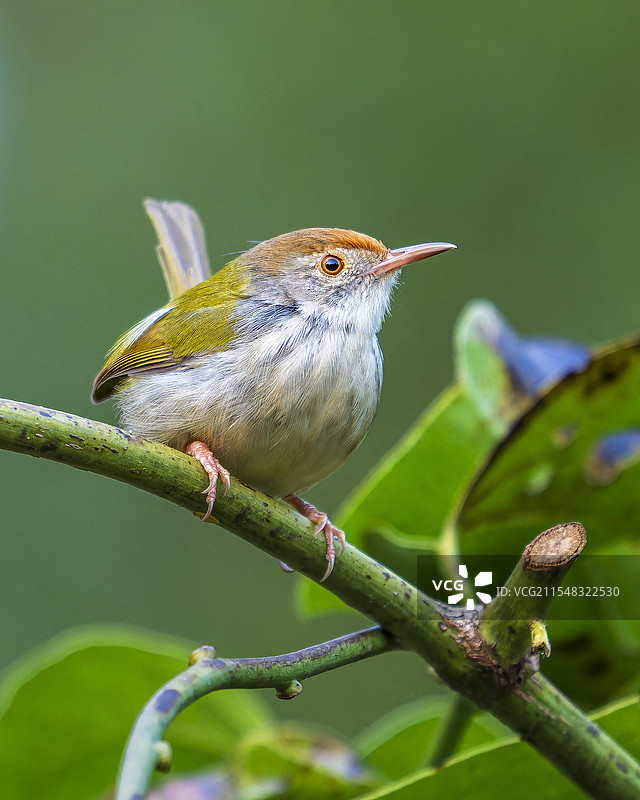 长尾缝叶莺图片素材