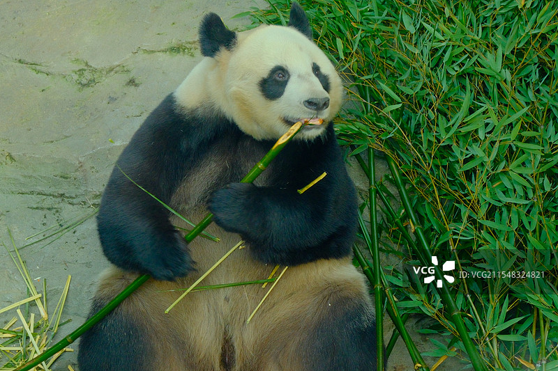 南京红山森林动物园吃竹子的大熊猫图片素材