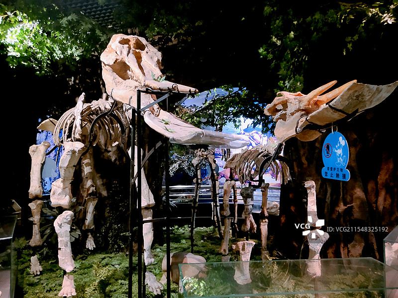 2023年10月国庆假日广州博物馆自然科学馆风情图片素材