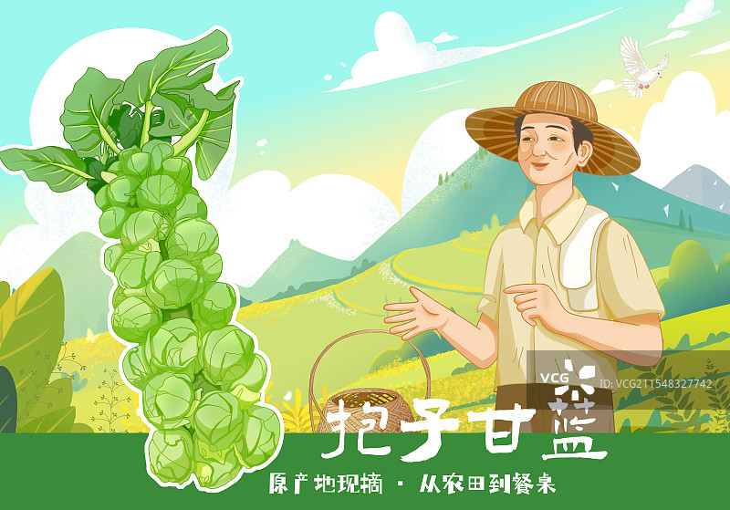 抱子甘蓝包装插画图片素材