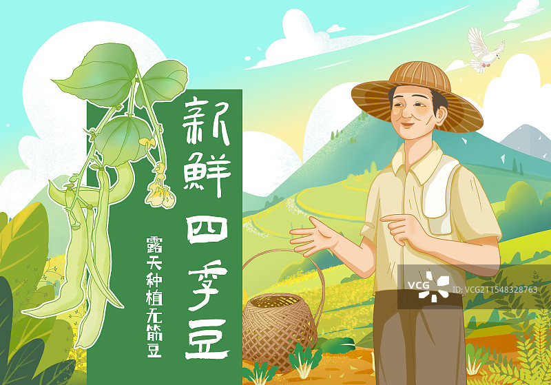 豆角包装插画图片素材