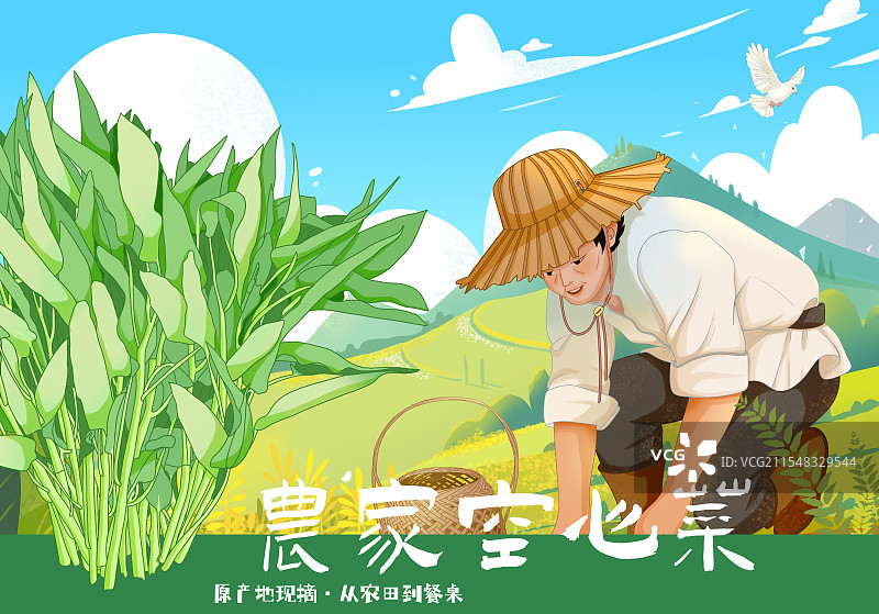 空心菜包装插画图片素材