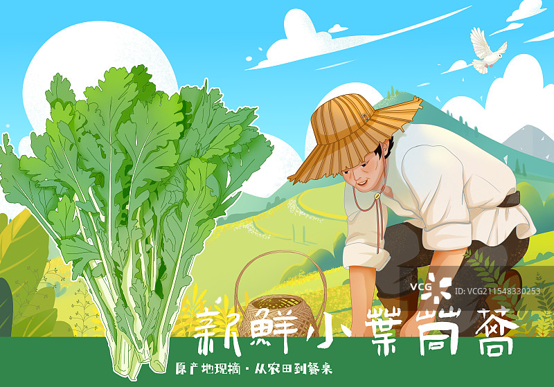 茼蒿包装插画图片素材