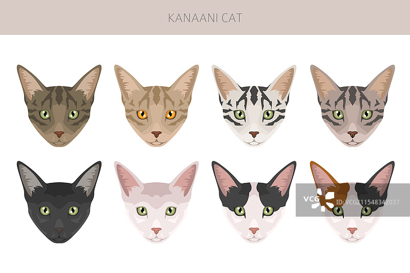卡纳尼猫剪贴画，所有毛色系列，所有猫咪图片素材
