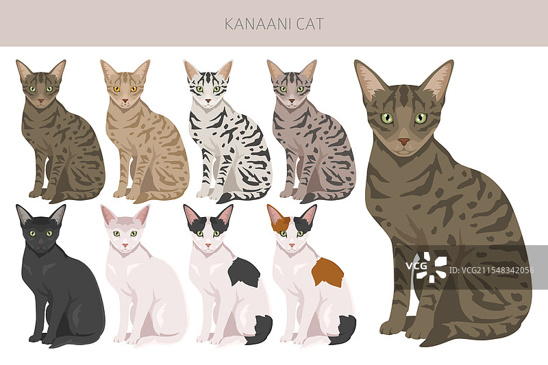 卡纳尼猫剪贴画，所有毛色系列，所有猫咪图片素材