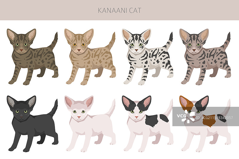 卡纳尼猫剪贴画，所有毛色系列，所有猫咪图片素材