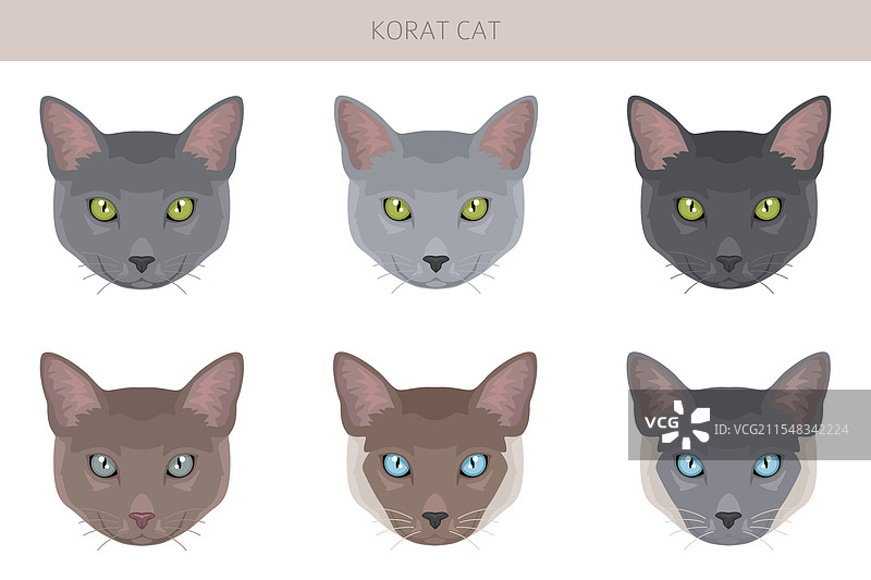 科拉特猫剪贴画，所有毛色系列，所有猫咪图片素材