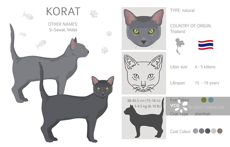 科拉特猫剪贴画，所有毛色系列，所有猫咪图片素材