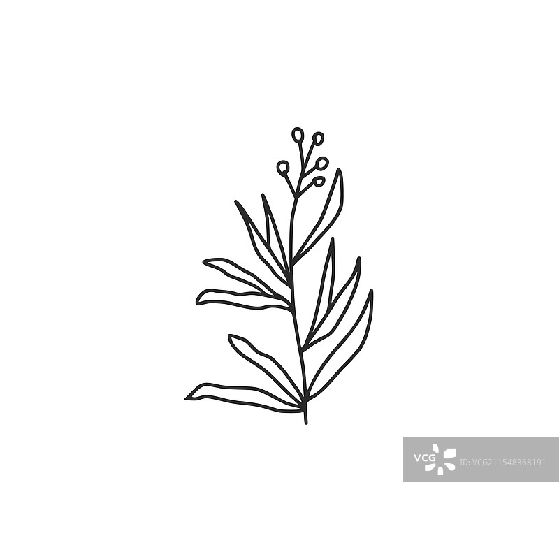 龙蒿涂鸦药草或烹饪香草手绘图片素材