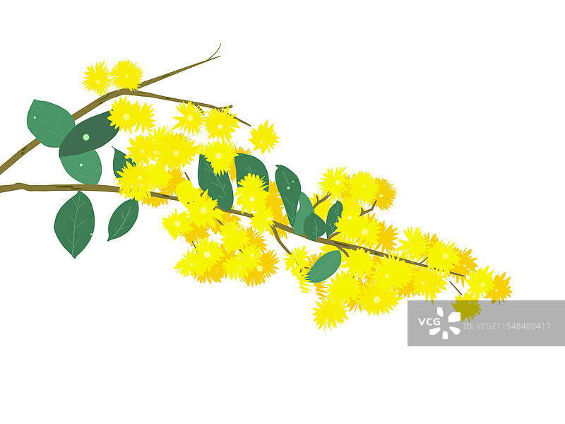 花 合欢花图片素材