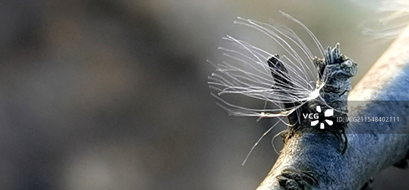 《风为媒》—— 合肥滨湖图片素材