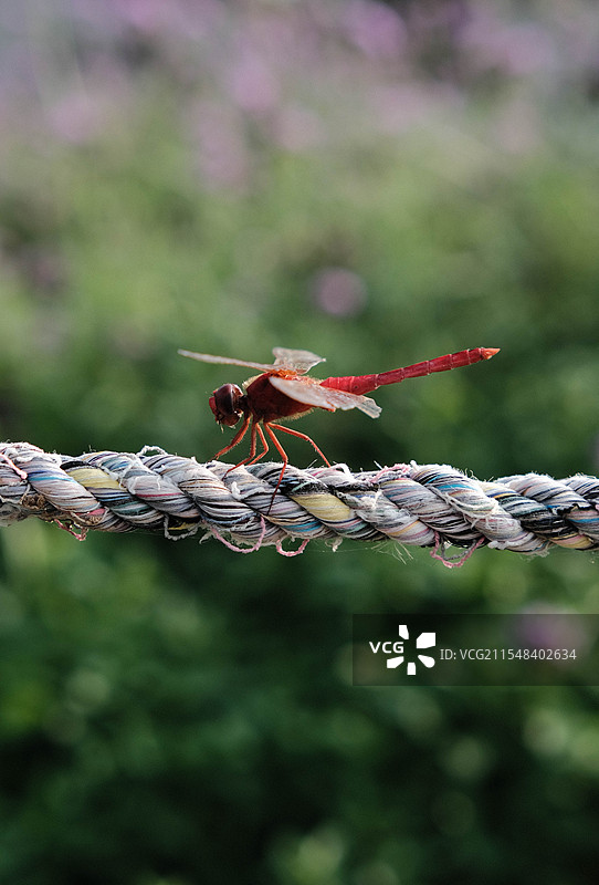 红蜻蜓图片素材
