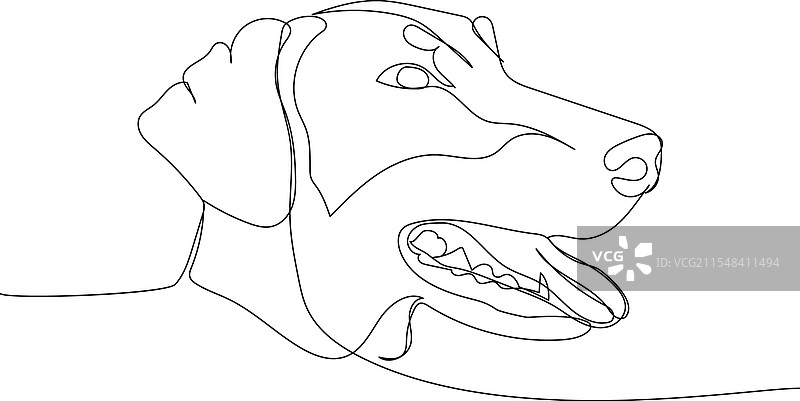 杜宾犬服务犬护卫犬图片素材