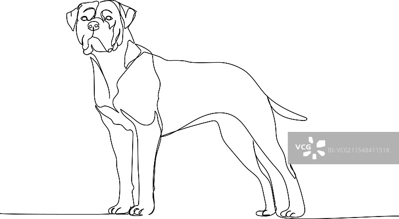 阿根廷斗犬，猎犬，服务犬图片素材