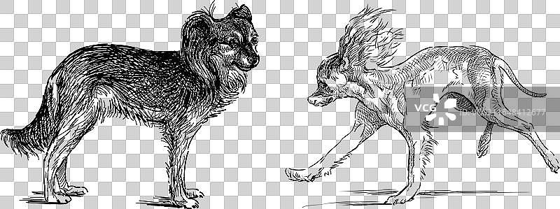 两只可爱搞笑的吉娃娃狗的素描图片素材