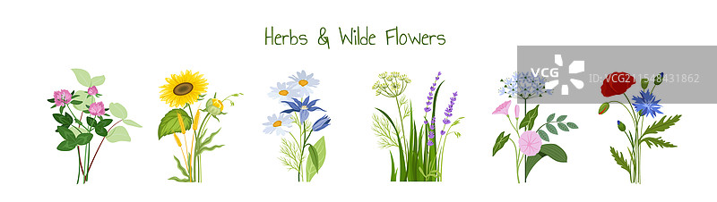 花卉和草药组合，盛开和绽放的植物图片素材