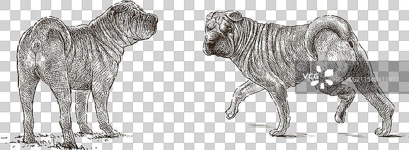 两只纯种沙皮狗的写实素描图片素材