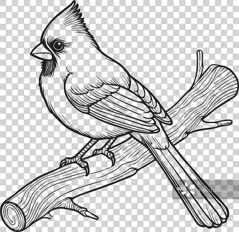 可爱的红雀鸟线条艺术图片素材