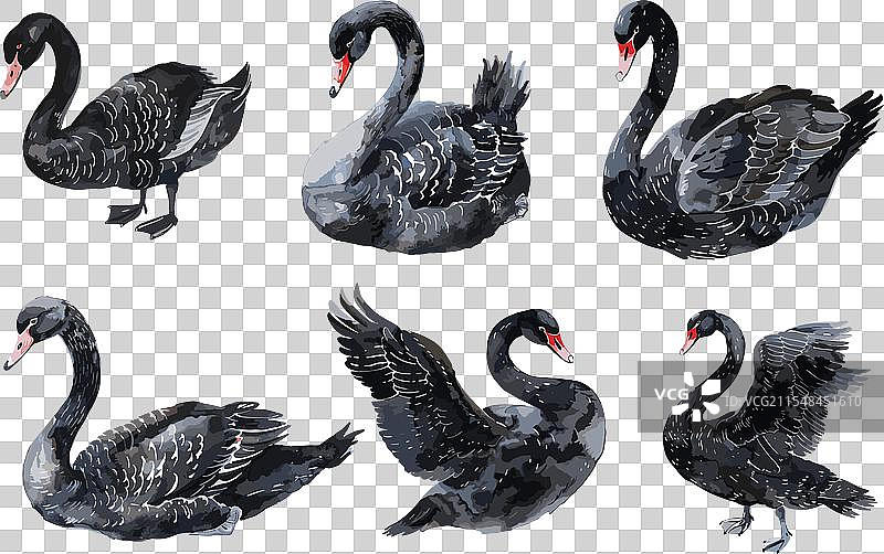 孤立的黑天鹅 水彩画 天鹅 野生 池塘图片素材