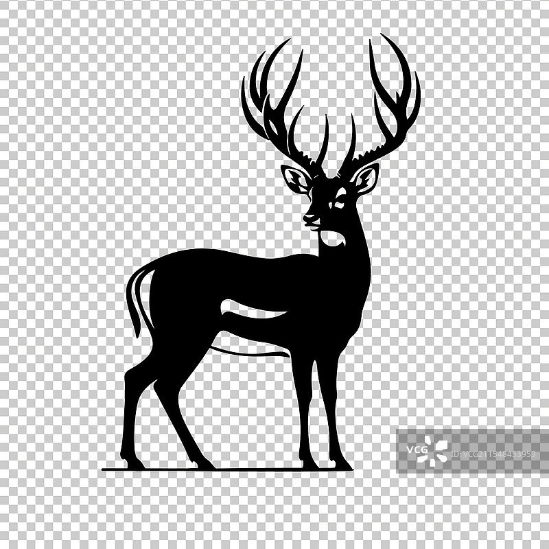 白尾鹿图片素材