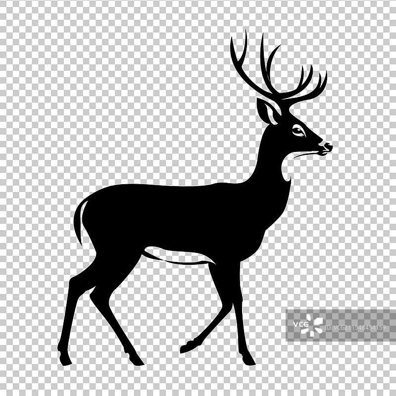 白尾鹿图片素材