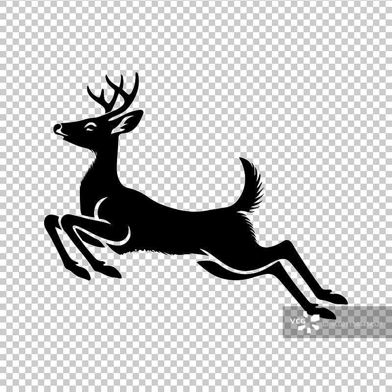 白尾鹿图片素材