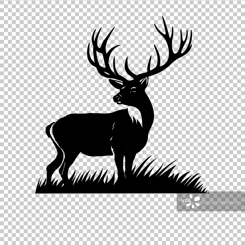 白尾鹿图片素材