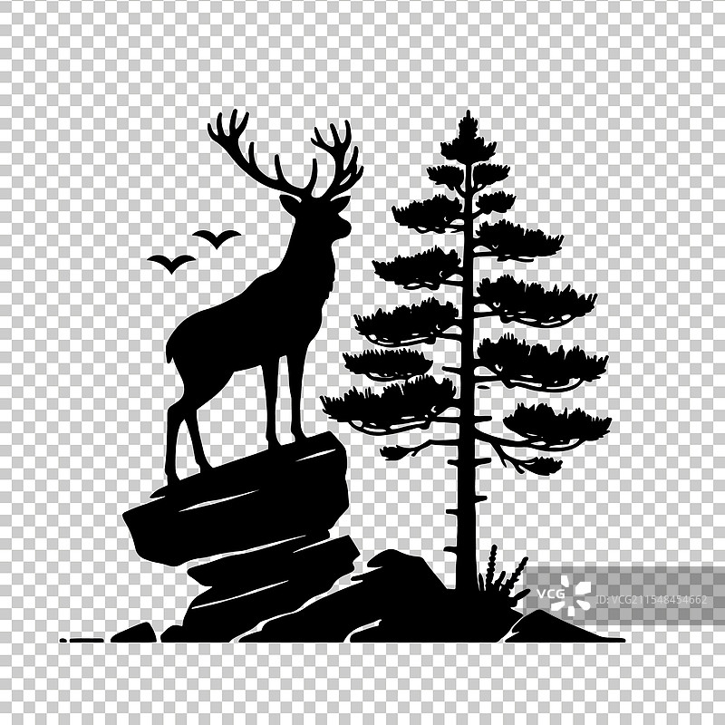 白尾鹿图片素材