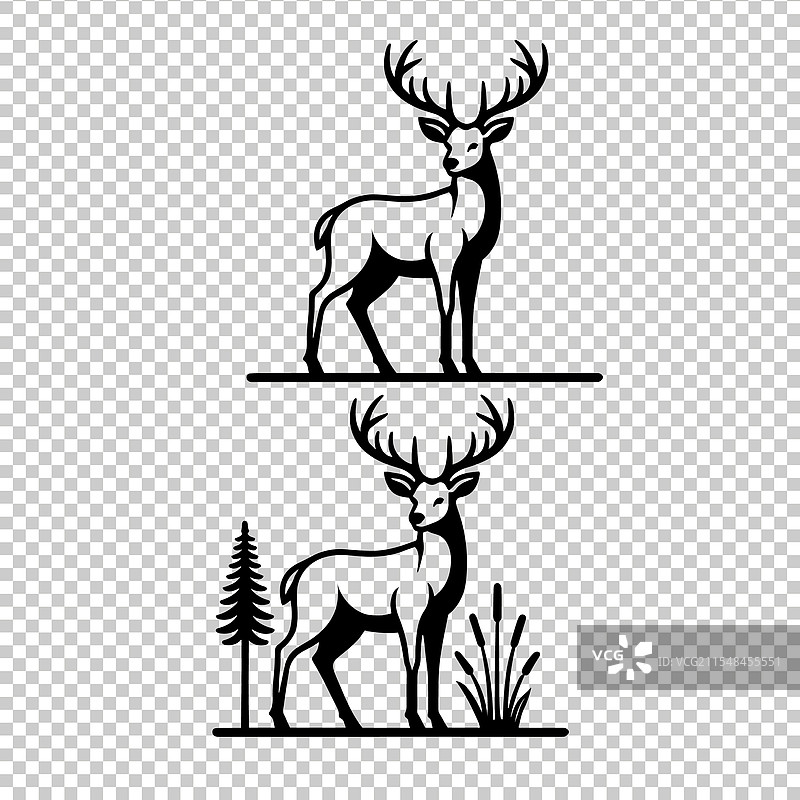 白尾鹿图片素材