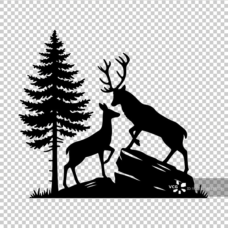 白尾鹿图片素材