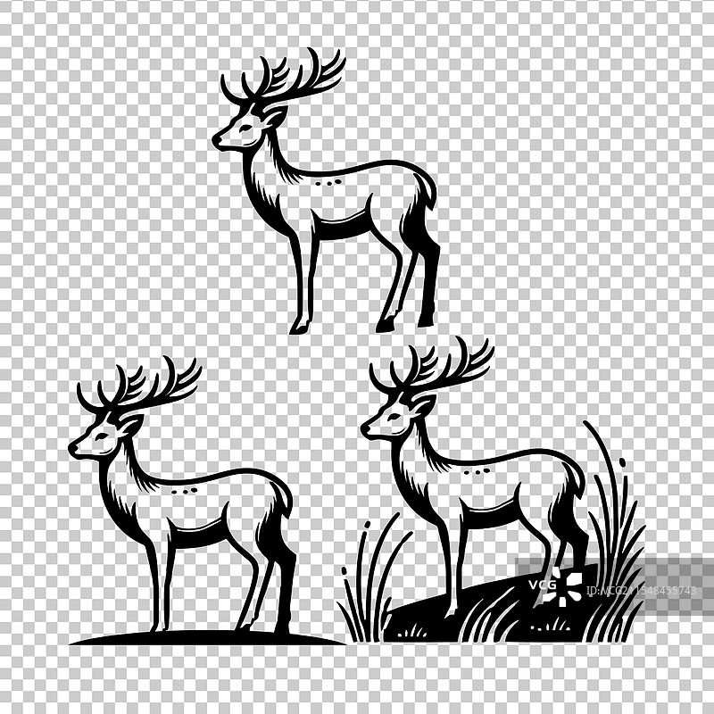 白尾鹿图片素材