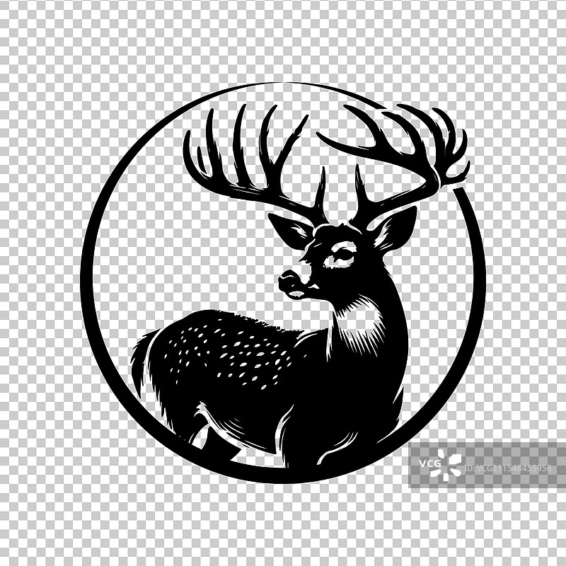 白尾鹿图片素材