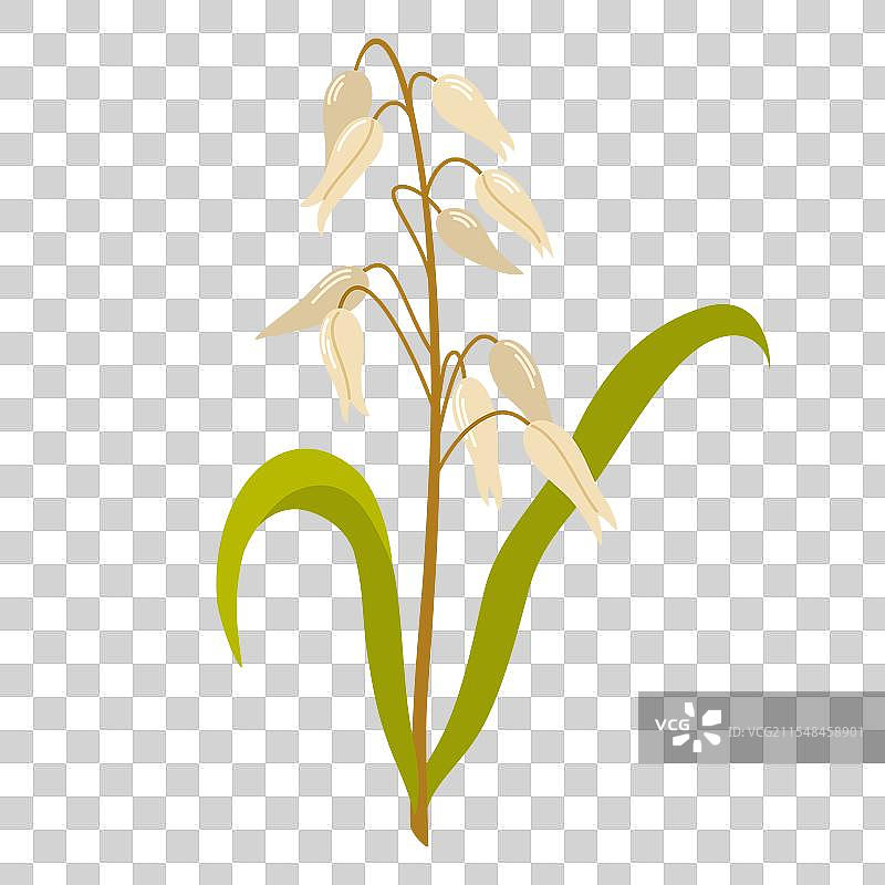 2416 水稻植物图片素材