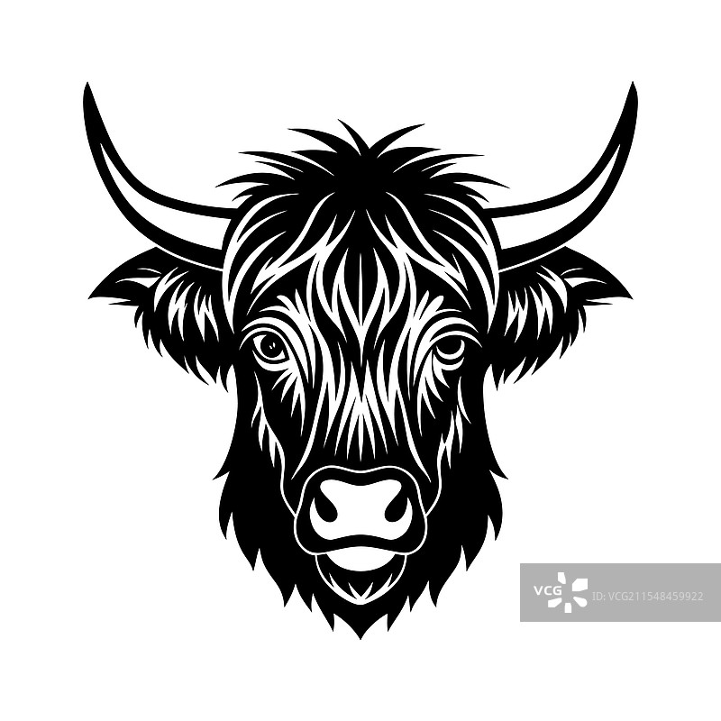 高地牛的头部特写图片素材