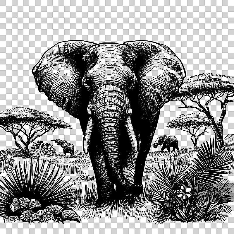 一幅黑白画的站立大象图片素材