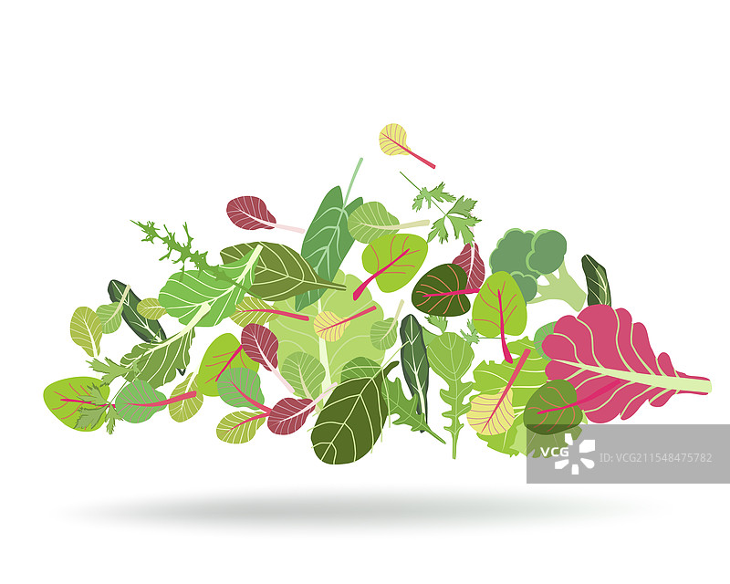 沙拉叶子图案套装图片素材