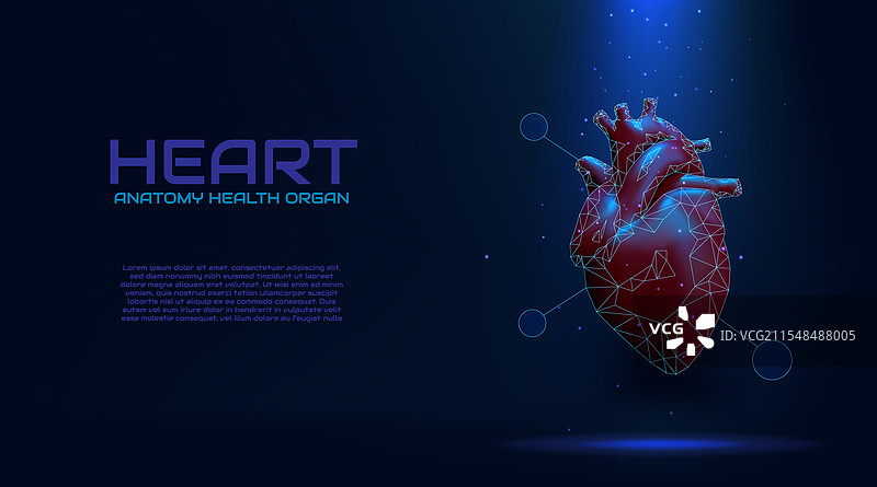 人类心脏解剖学器官健康护理数字化图片素材