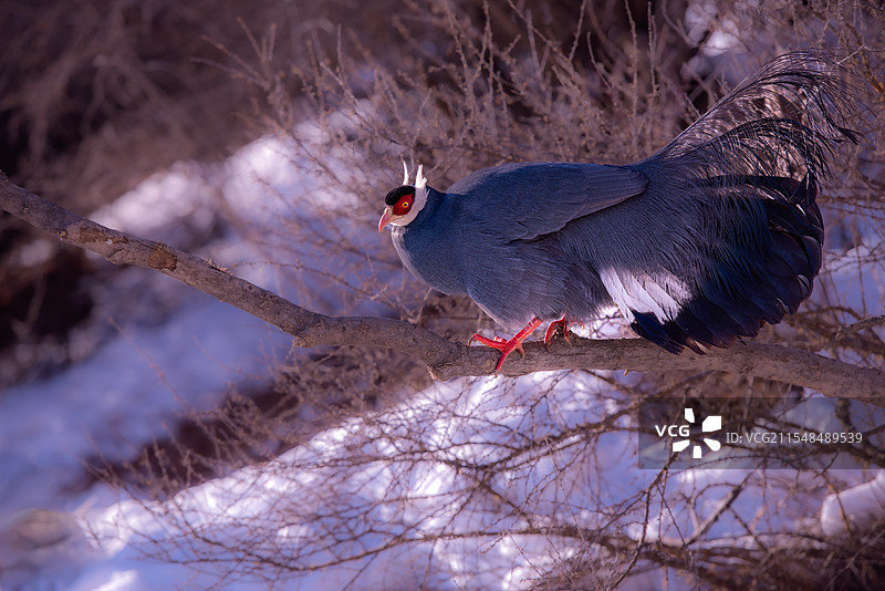 蓝马鸡图片素材