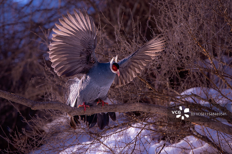 蓝马鸡图片素材