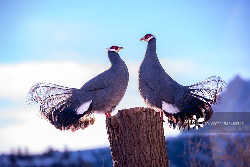 蓝马鸡图片素材