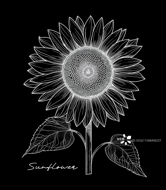 手绘黑白向日葵图片素材