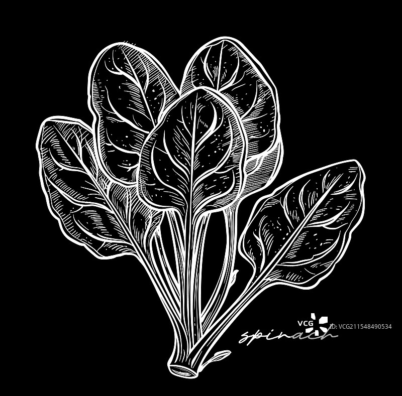 手绘黑白菠菜图片素材