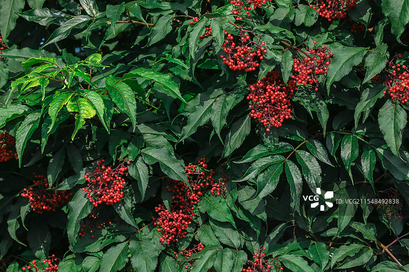 接骨木植株图片素材